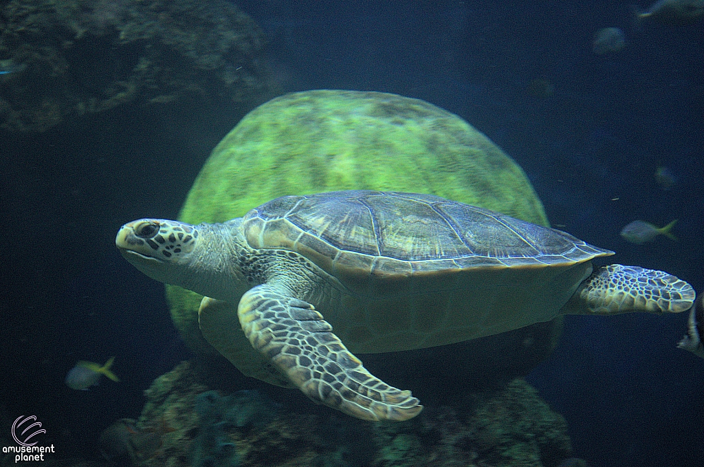 Turtle Reef
