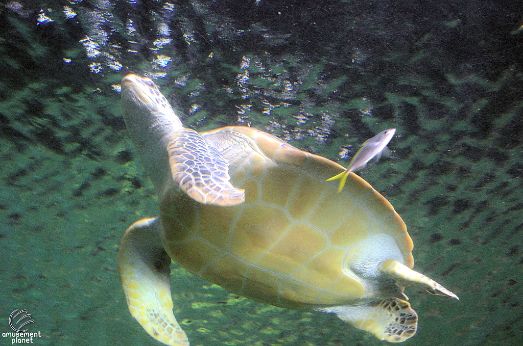 Turtle Reef