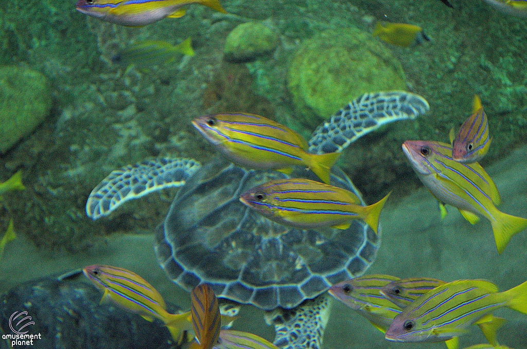 Turtle Reef