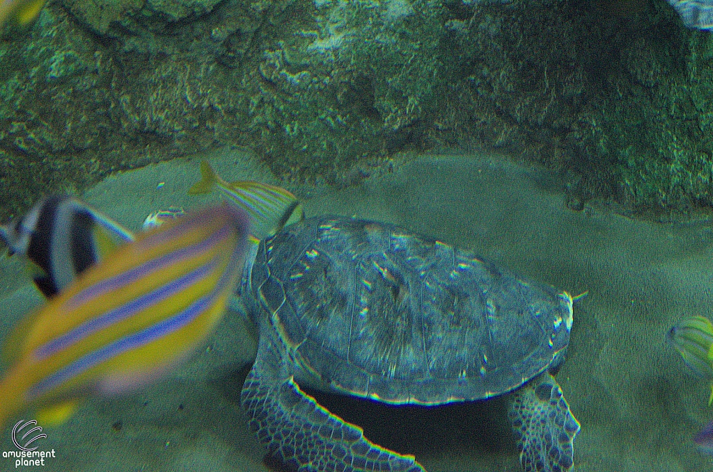 Turtle Reef