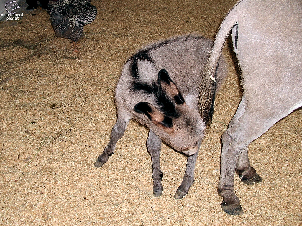 Children's Medical Center Barnyard