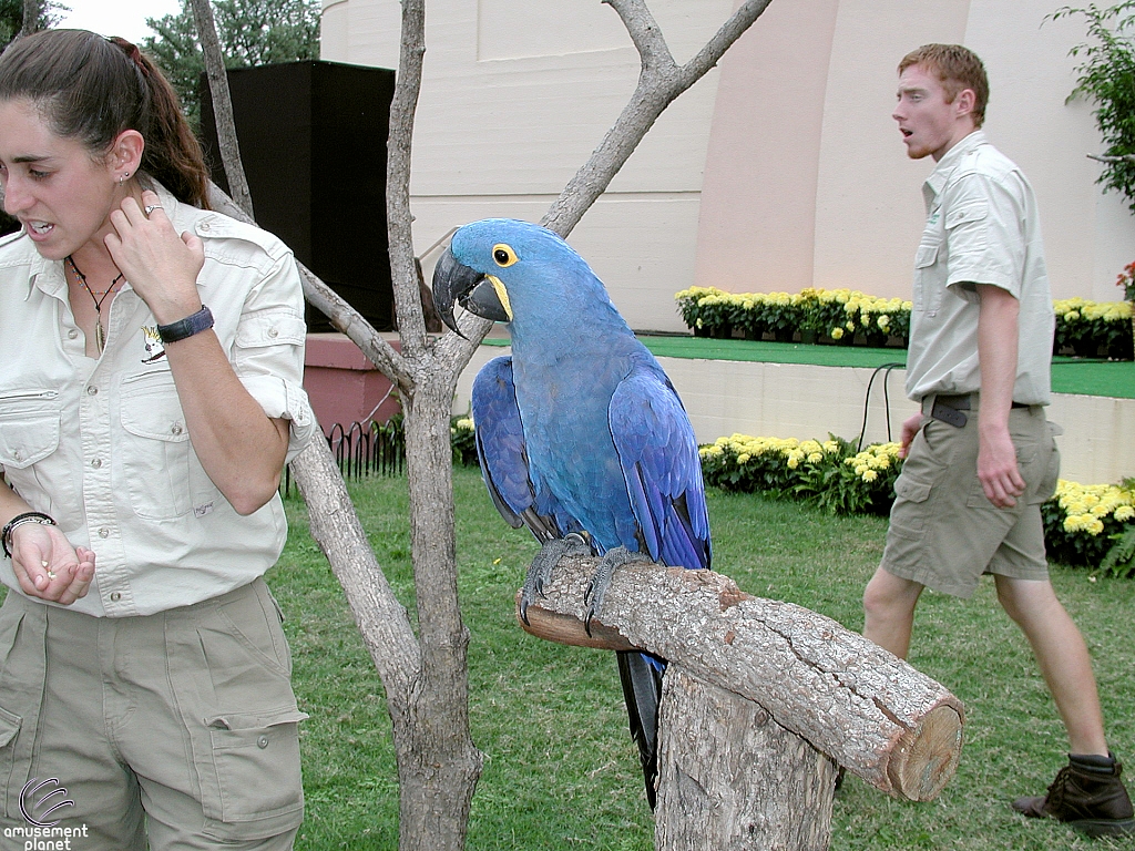 Birds of the World