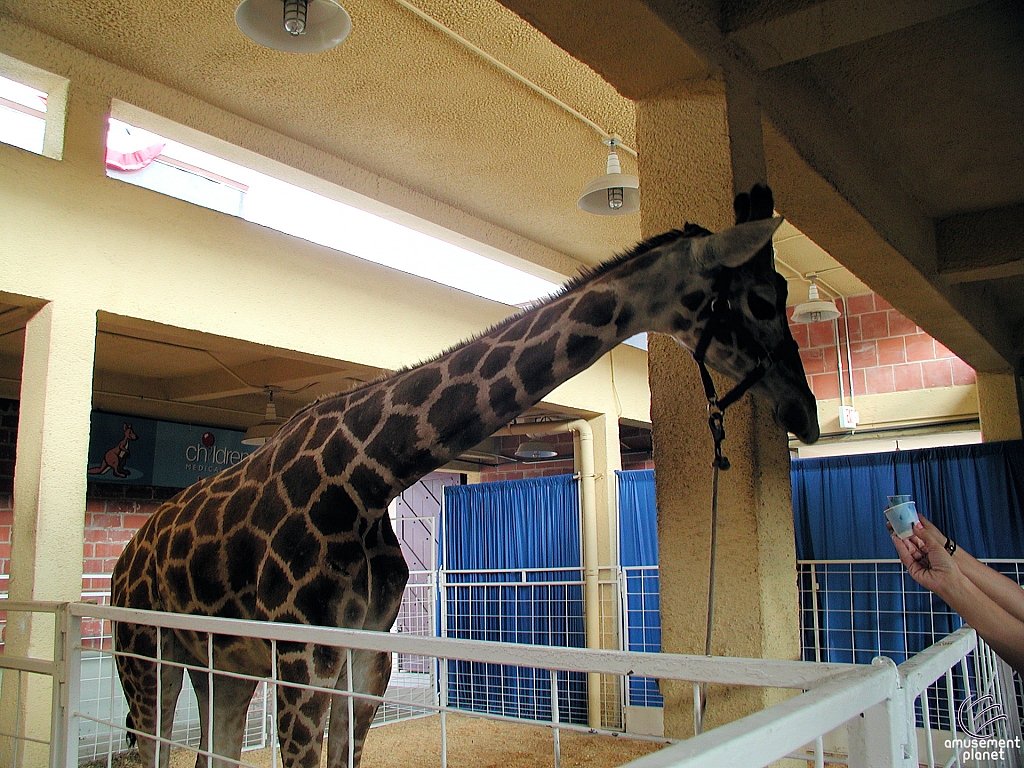 Children's Medical Center Barnyard