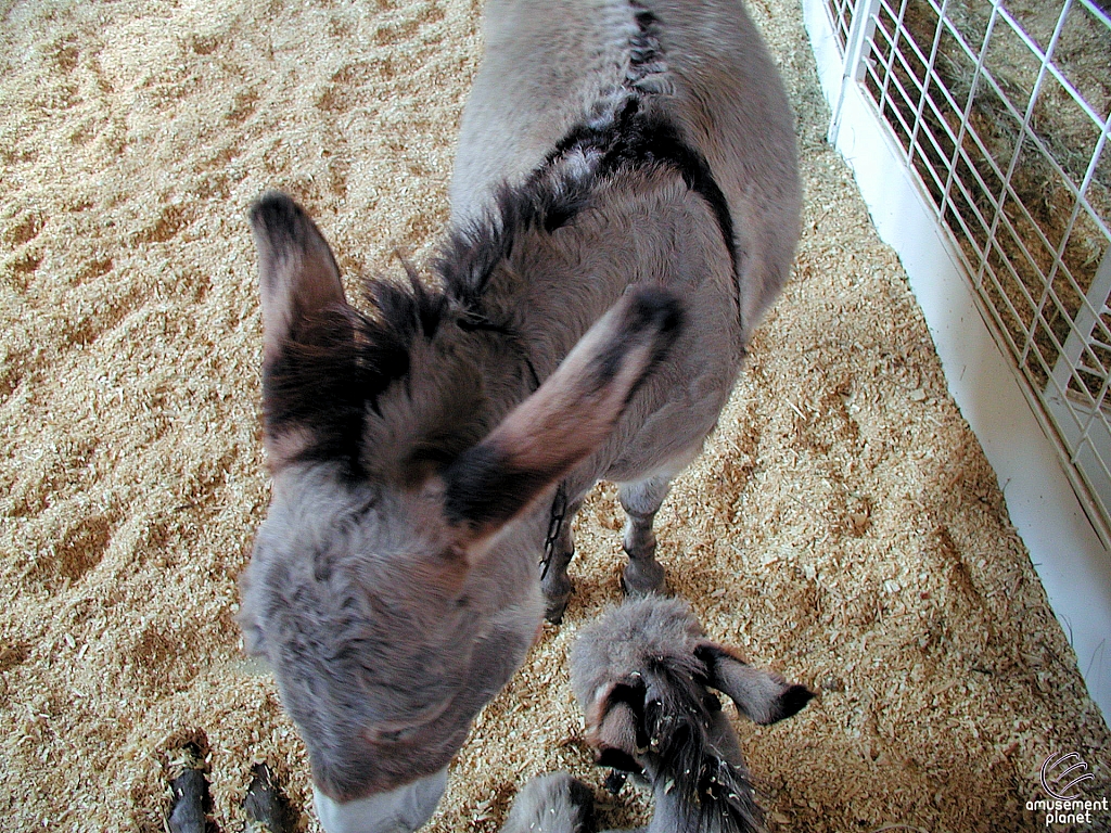 Children's Medical Center Barnyard