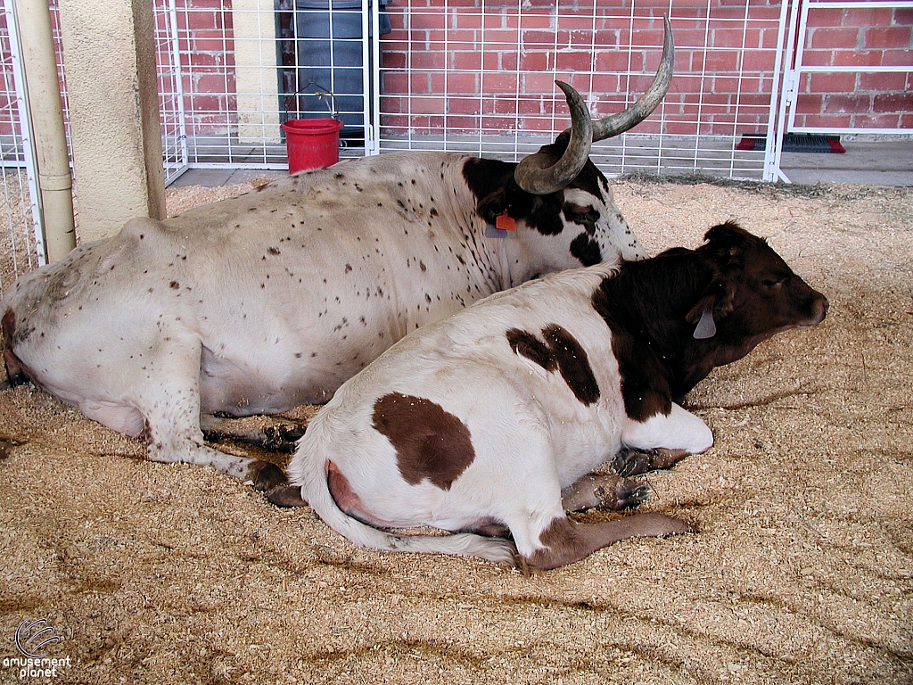 Children's Medical Center Barnyard