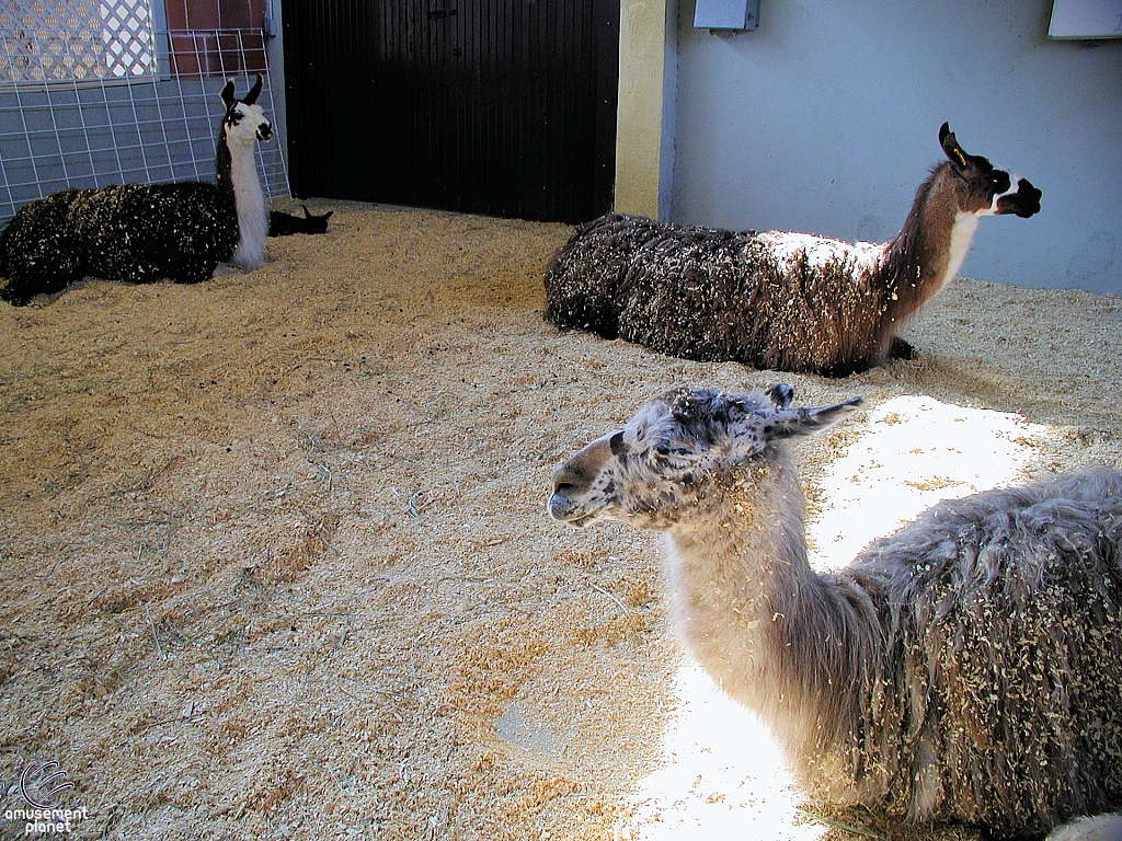 Children's Medical Center Barnyard