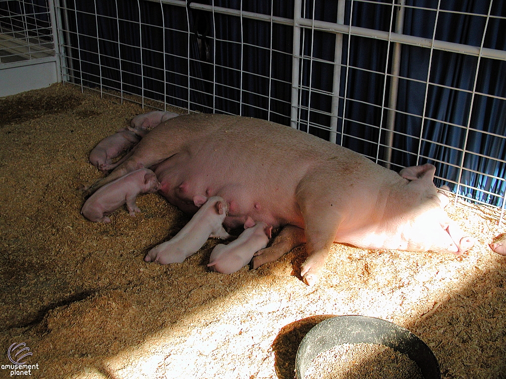 Children's Medical Center Barnyard