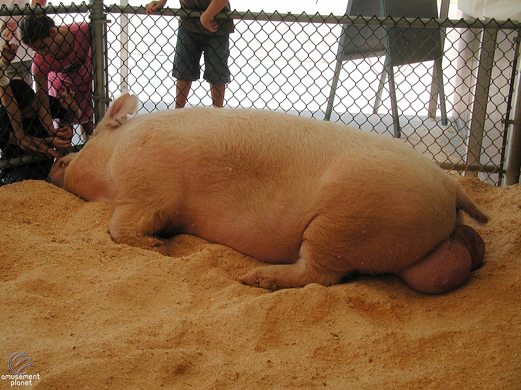 2005 State Fair of Texas