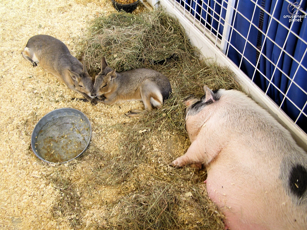 Children's Medical Center Barnyard