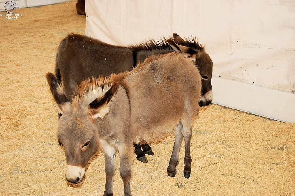 Children's Medical Center Barnyard