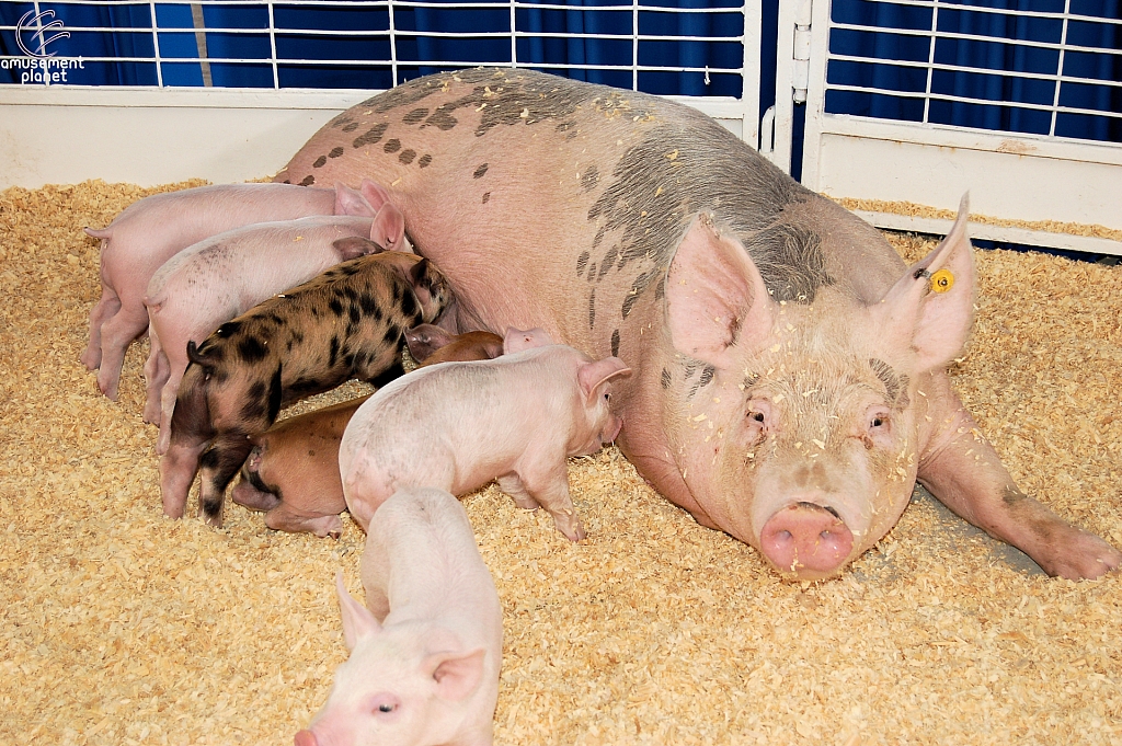 Children's Medical Center Barnyard