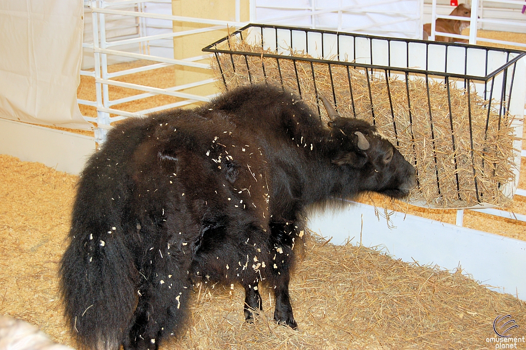 Children's Medical Center Barnyard