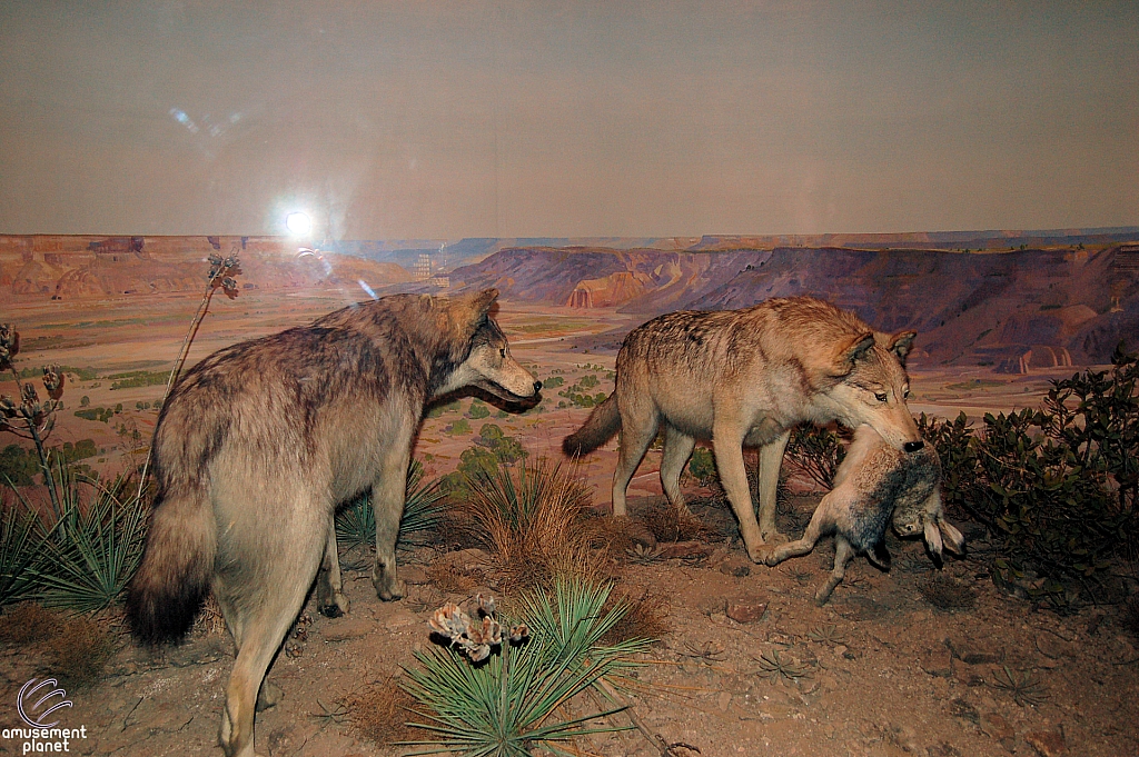 Dallas Museum of Natural History