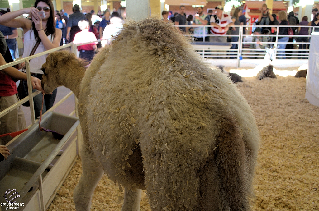 Chicldren's Health Barnyard