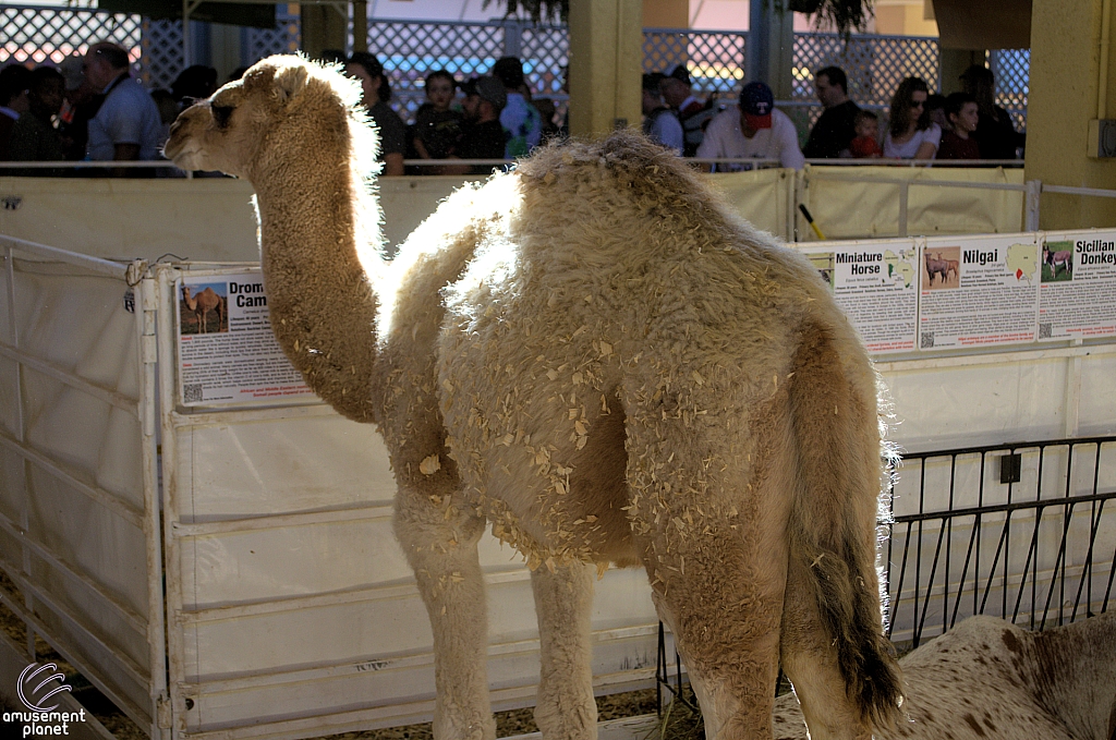 Chicldren's Health Barnyard