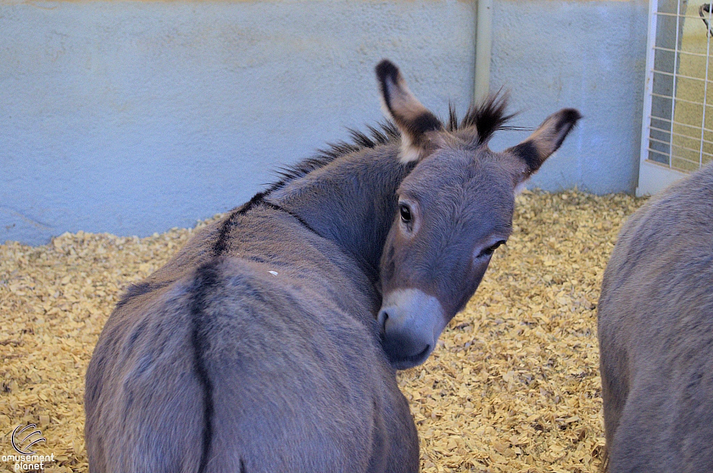 Chicldren's Health Barnyard