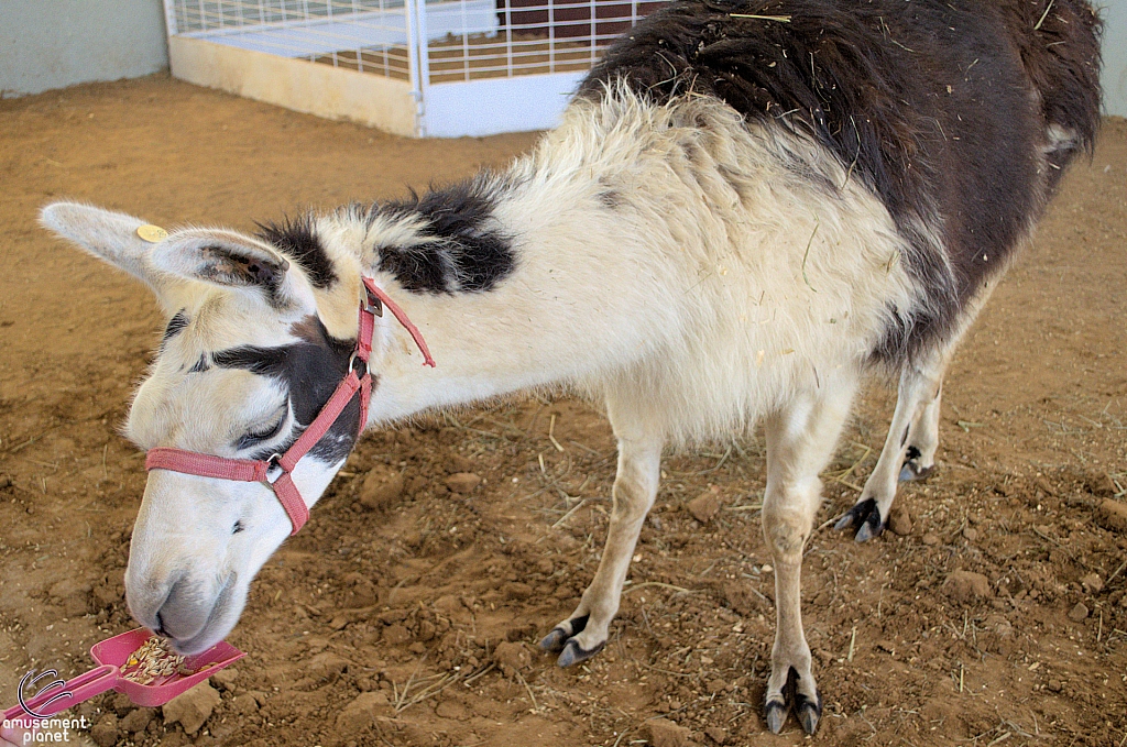 Chicldren's Health Barnyard