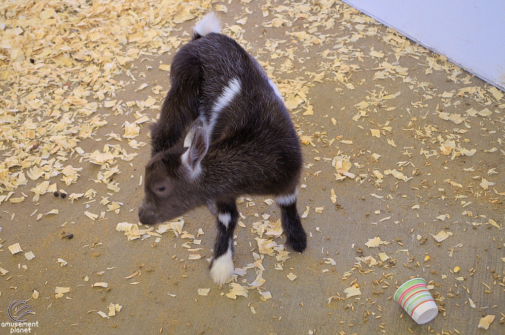 Chicldren's Health Barnyard