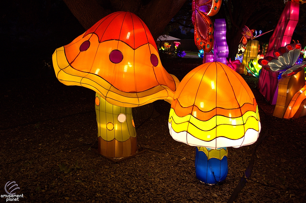 Chinese Lantern Festival