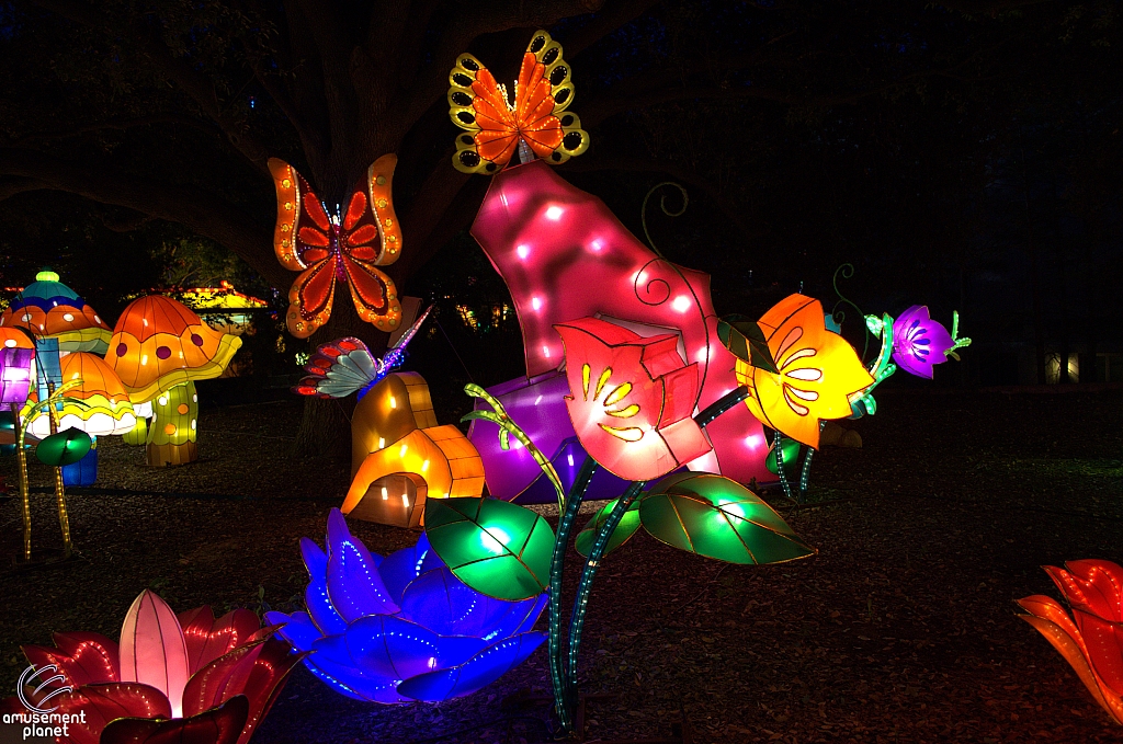 Chinese Lantern Festival