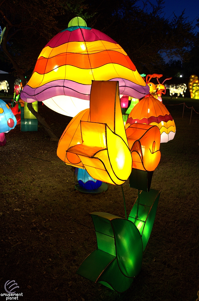 Chinese Lantern Festival