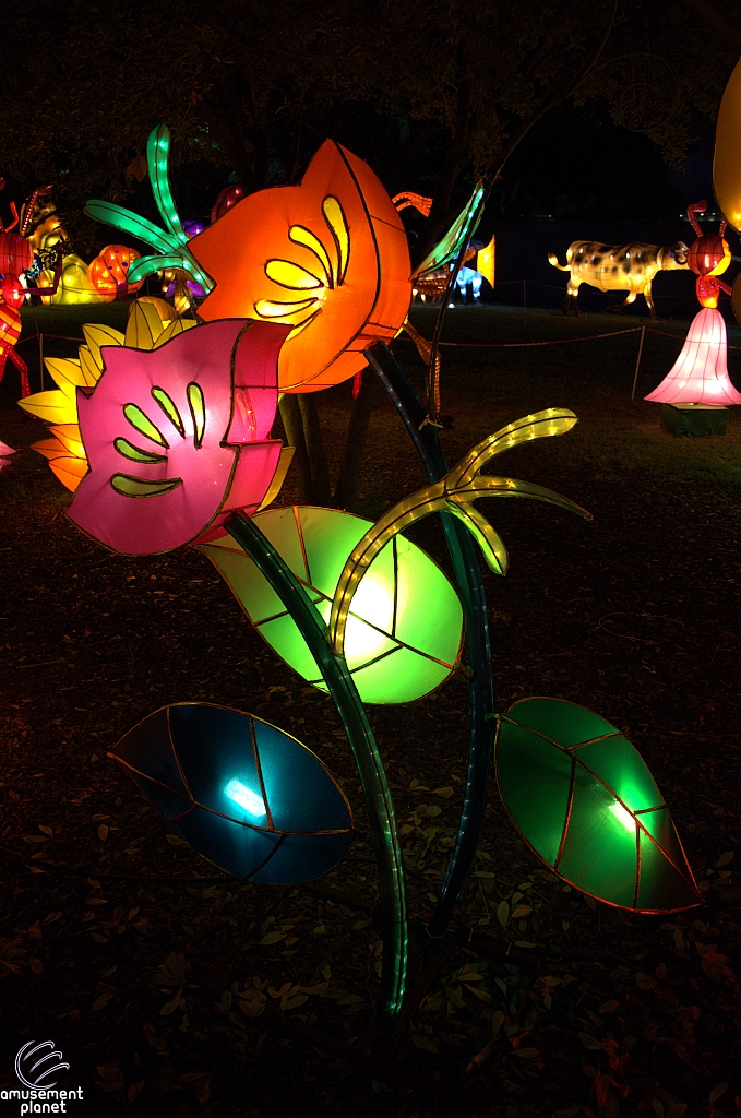 Chinese Lantern Festival