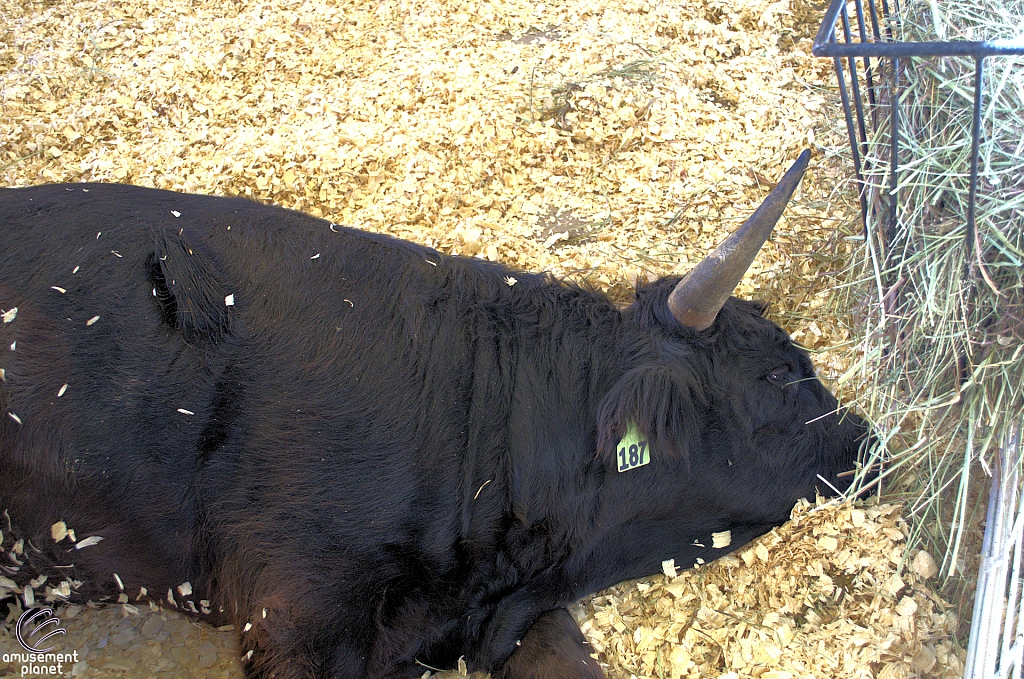 Chicldren's Health Barnyard