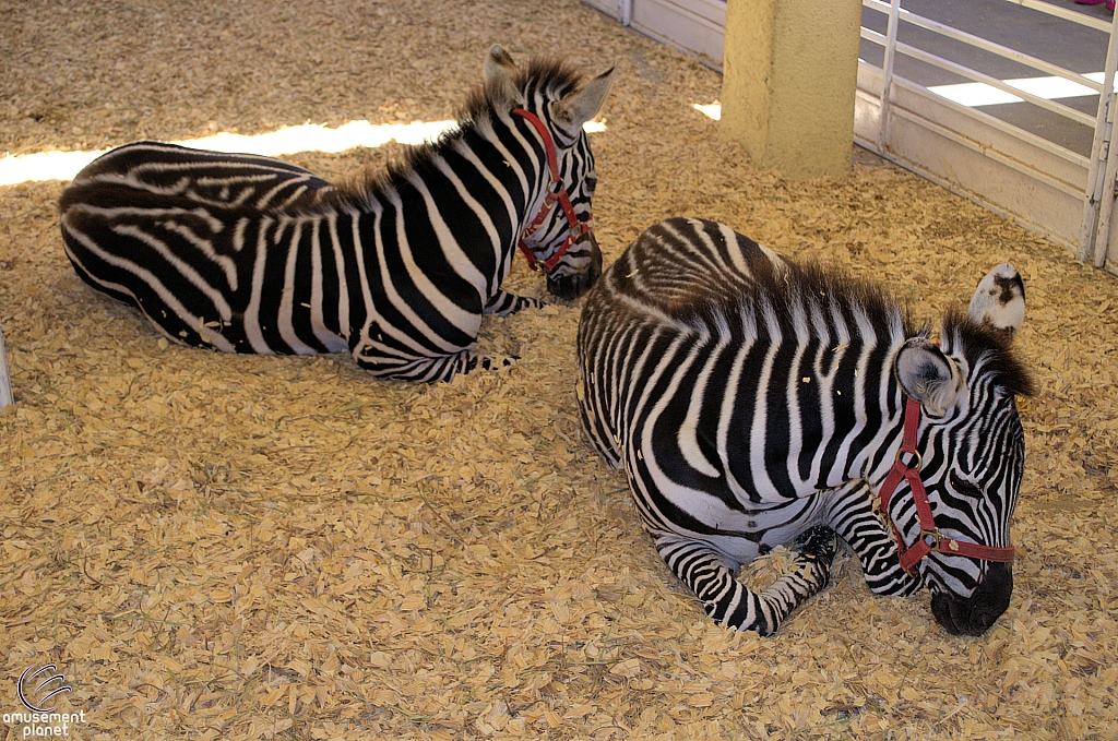 Chicldren's Health Barnyard