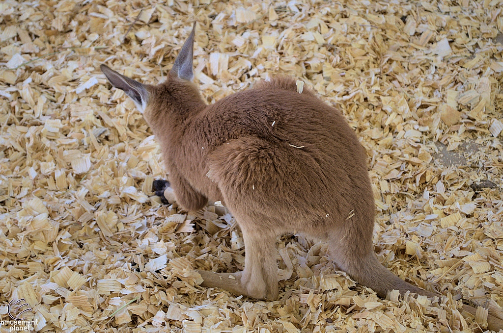 Chicldren's Health Barnyard