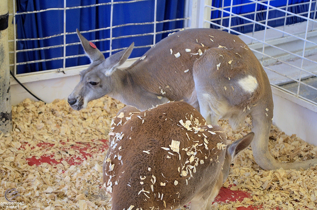 Chicldren's Health Barnyard