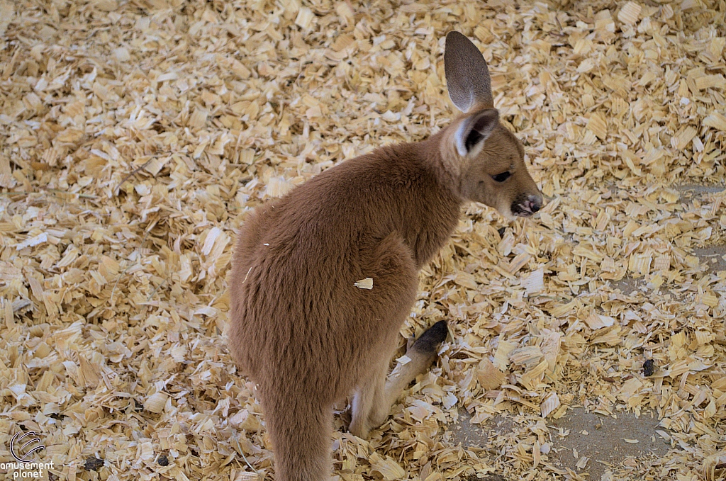 Chicldren's Health Barnyard