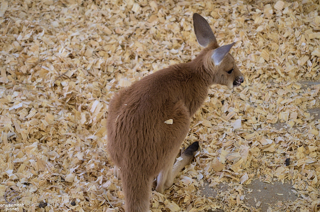 Chicldren's Health Barnyard