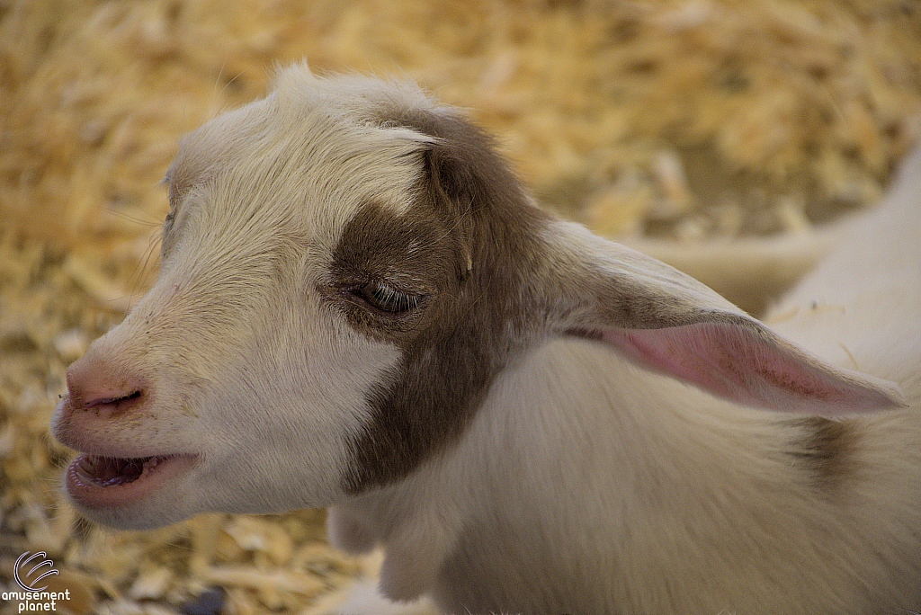 Chicldren's Health Barnyard