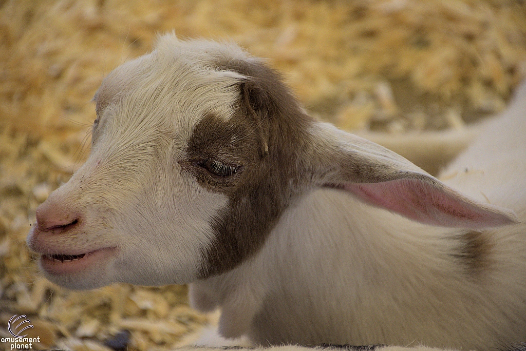 Chicldren's Health Barnyard