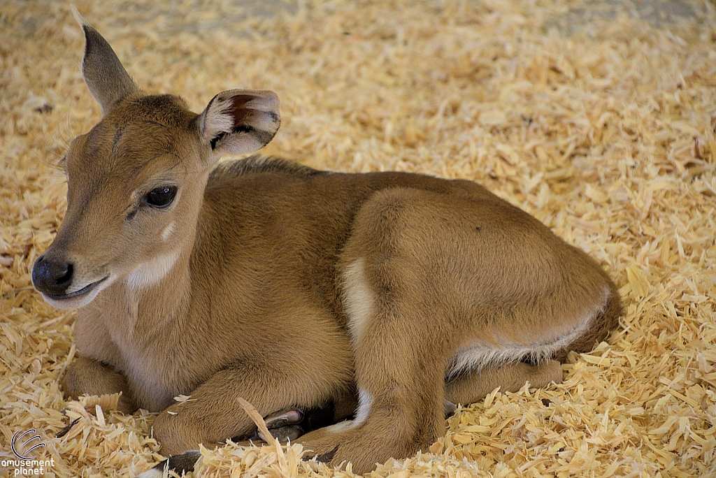 Chicldren's Health Barnyard