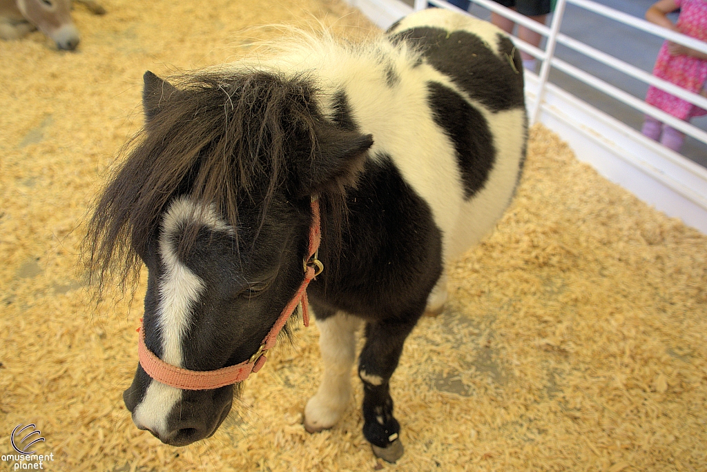 Chicldren's Health Barnyard