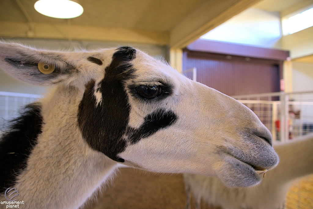 Chicldren's Health Barnyard