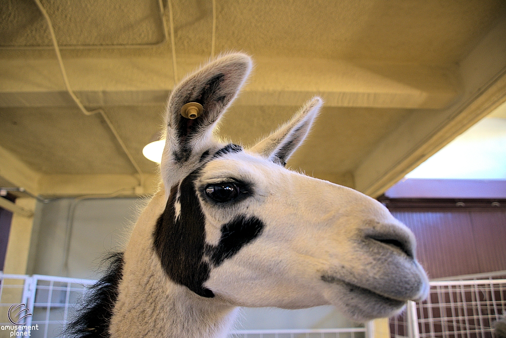 Chicldren's Health Barnyard