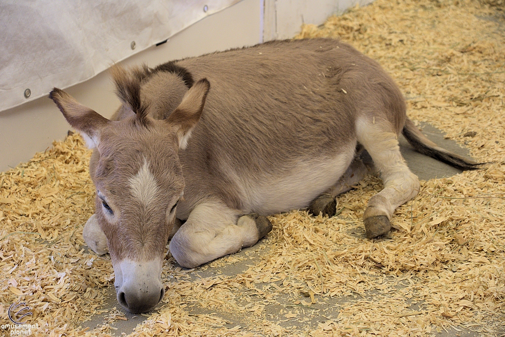 Chicldren's Health Barnyard