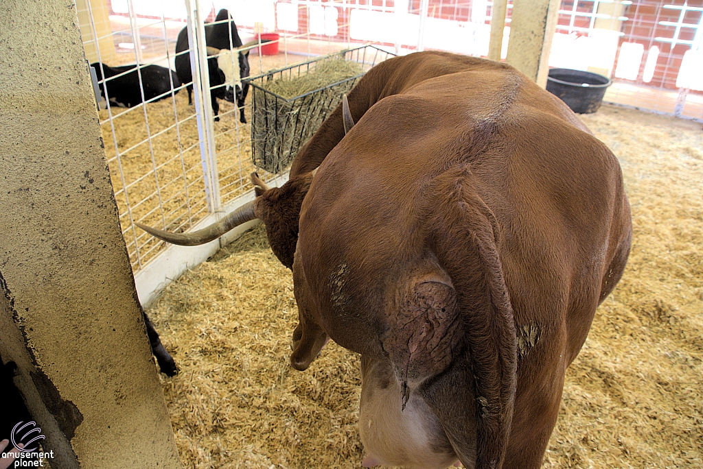 Chicldren's Health Barnyard