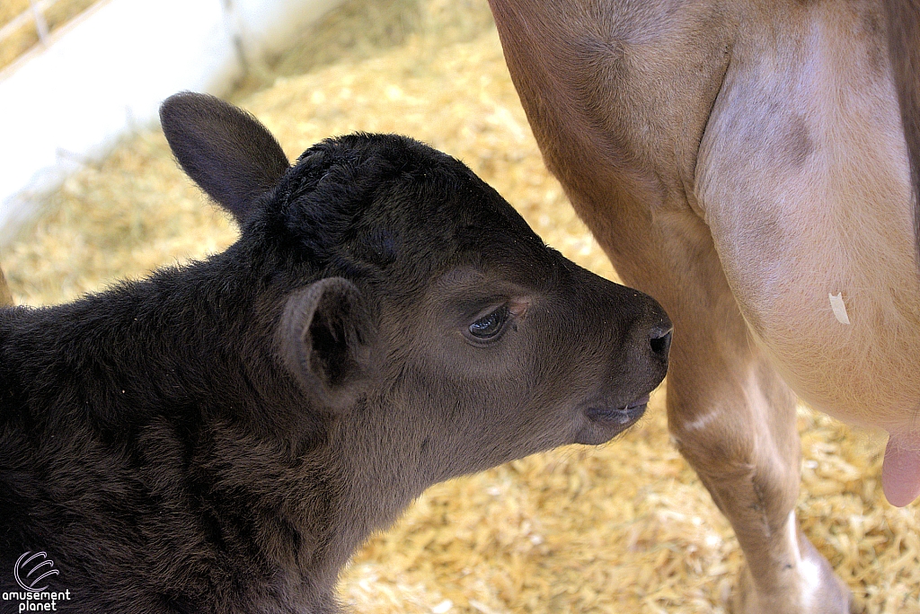 Chicldren's Health Barnyard