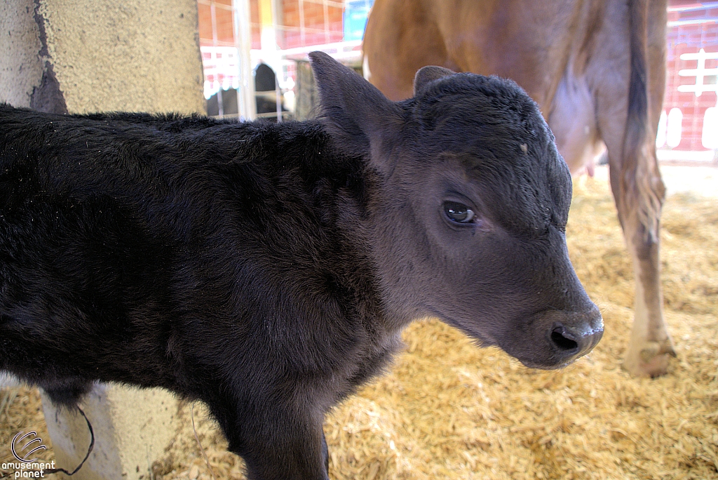 Chicldren's Health Barnyard