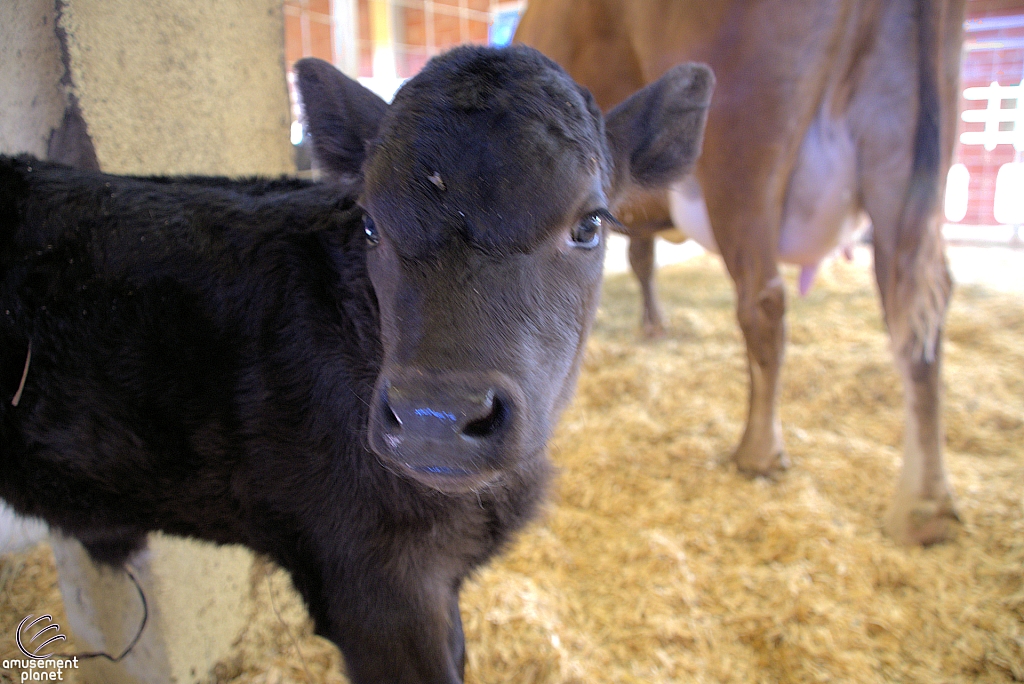 Chicldren's Health Barnyard