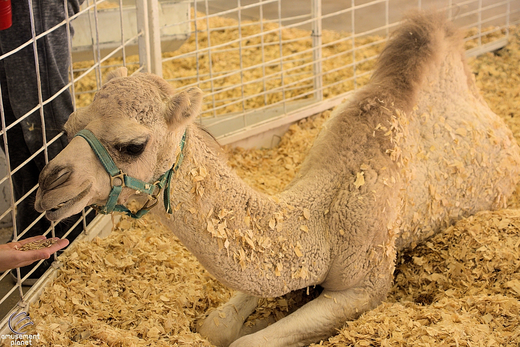 Chicldren's Health Barnyard