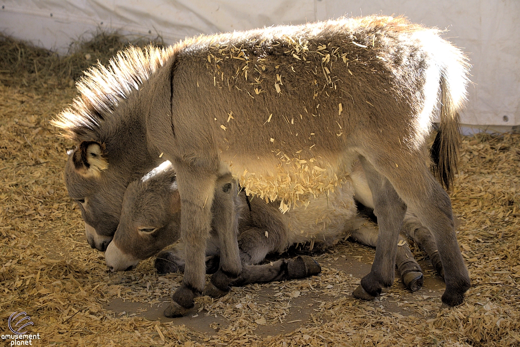 Chicldren's Health Barnyard