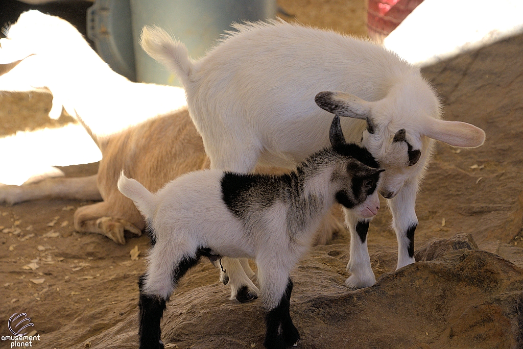 Chicldren's Health Barnyard