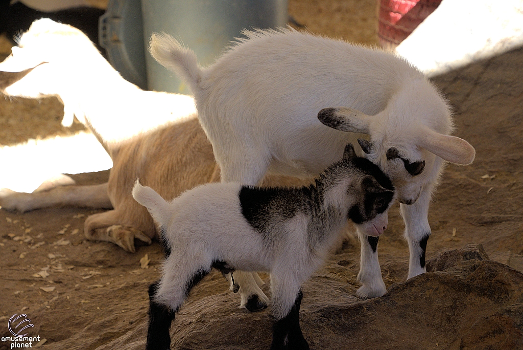 Chicldren's Health Barnyard