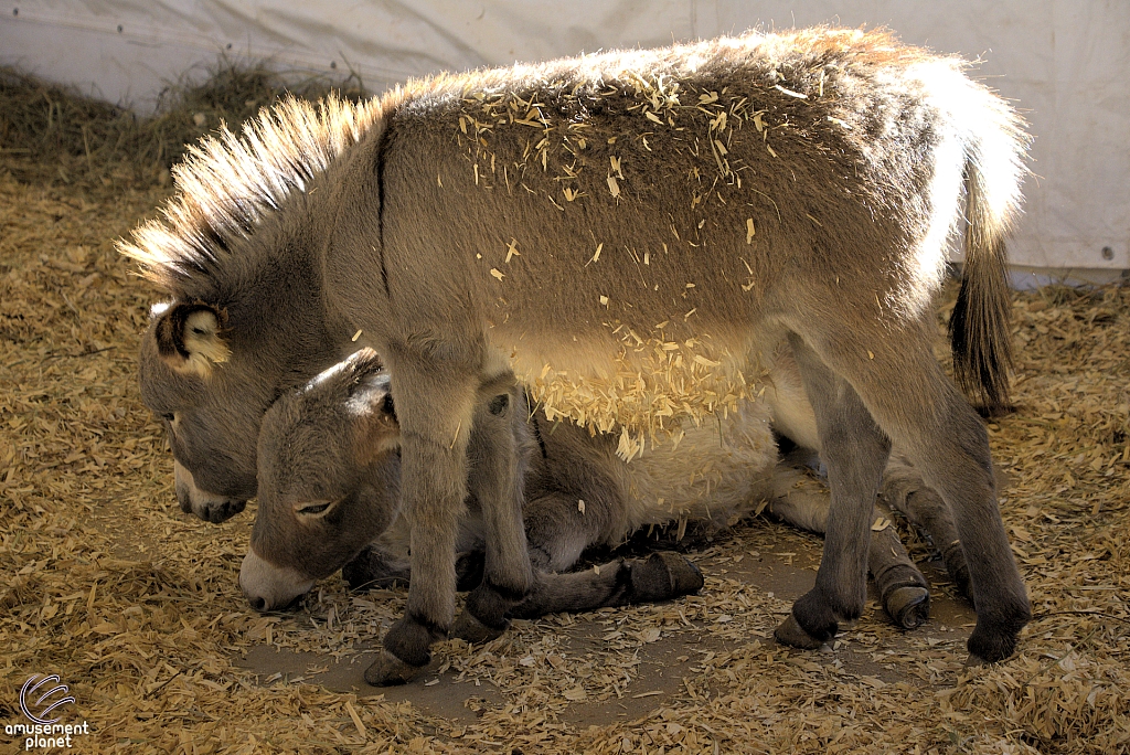 Chicldren's Health Barnyard