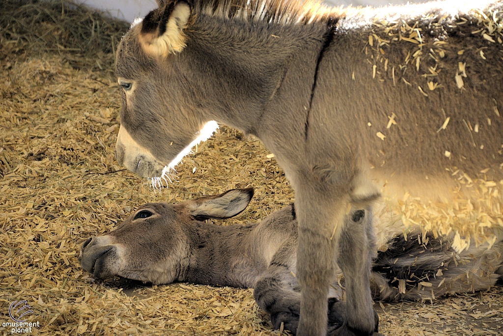 Chicldren's Health Barnyard