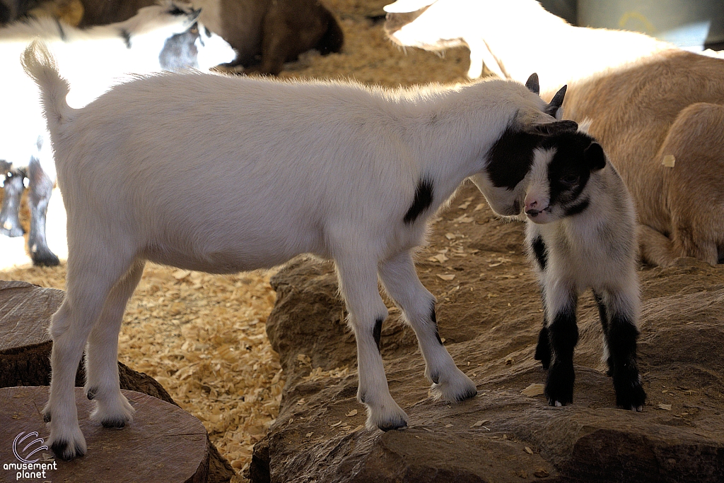 Chicldren's Health Barnyard